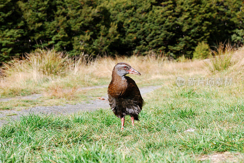 Weka, Kahurangi国家公园，新西兰